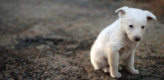 What Animal Is Familiar To You?