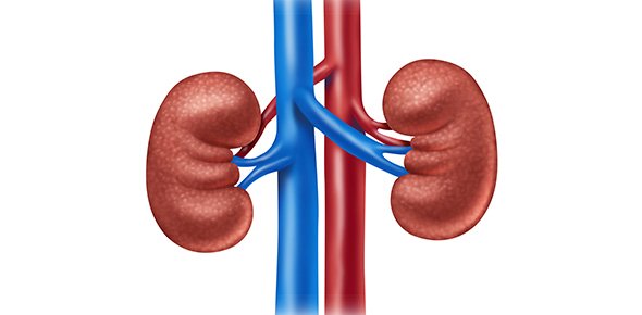 Kidney Quizzes, Kidney Trivia, Kidney Questions