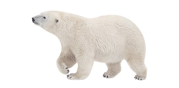 Bear Quizzes, Bear Trivia, Bear Questions