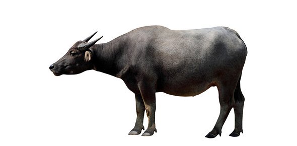 Buffalo Quizzes, Buffalo Trivia, Buffalo Questions