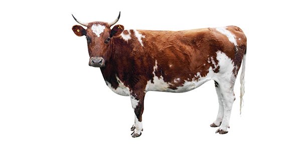 Cattle Quizzes, Cattle Trivia, Cattle Questions