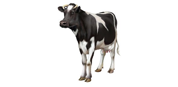 Cow Quizzes, Cow Trivia, Cow Questions