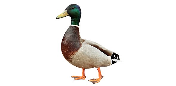 Duck Quizzes, Duck Trivia, Duck Questions