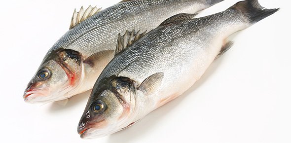 Fish Quizzes, Fish Trivia, Fish Questions
