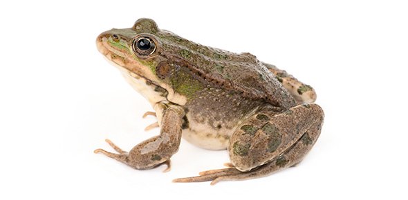 Frog Quizzes, Frog Trivia, Frog Questions