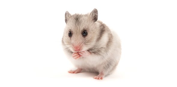 Hamster Quizzes, Hamster Trivia, Hamster Questions