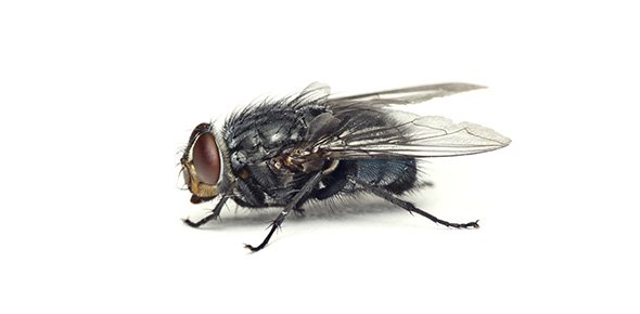 Insect Quizzes, Insect Trivia, Insect Questions