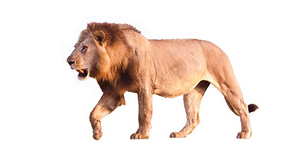 Lion Quizzes, Lion Trivia, Lion Questions