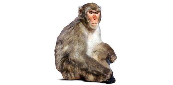 Monkey Quizzes, Monkey Trivia, Monkey Questions