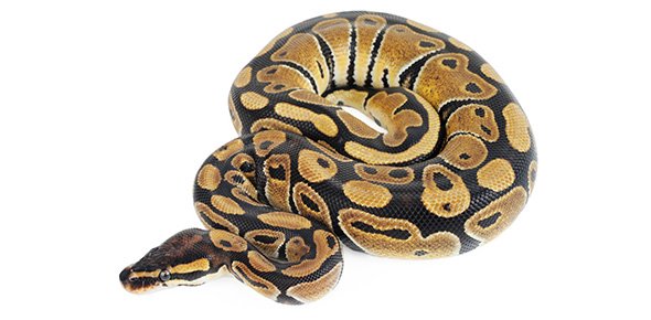 Python Quizzes, Python Trivia, Python Questions