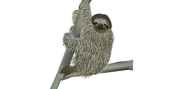 Sloth Quizzes, Sloth Trivia, Sloth Questions