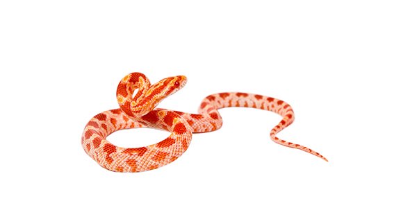 Snake Quizzes, Snake Trivia, Snake Questions