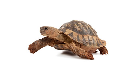 Turtle Quizzes, Turtle Trivia, Turtle Questions