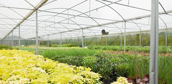 Greenhouse Quizzes, Greenhouse Trivia, Greenhouse Questions