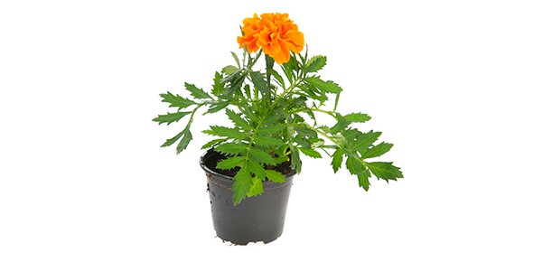 Plant Quizzes, Plant Trivia, Plant Questions