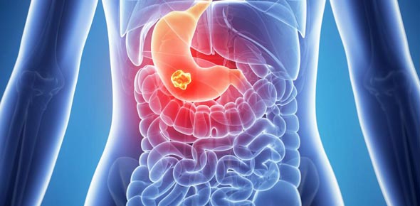 Stomach Quizzes, Stomach Trivia, Stomach Questions