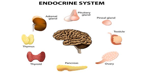 Endocrine Quizzes, Endocrine Trivia, Endocrine Questions