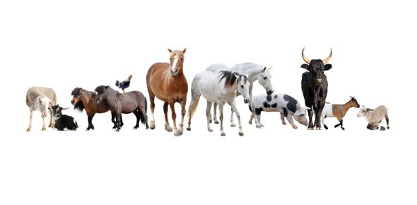 Domestic Animals Quizzes, Domestic animals Trivia, Domestic animals Questions