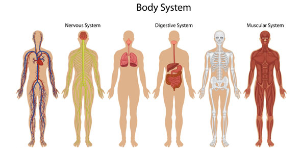 Body System Quizzes, Body system Trivia, Body system Questions