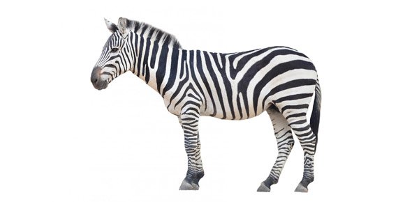 Zebra Quizzes, Zebra Trivia, Zebra Questions