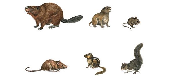 Rodent Quizzes, Rodent Trivia, Rodent Questions