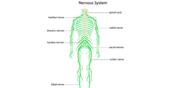 Nervous system Quizzes, Nervous system Trivia, Nervous system Questions