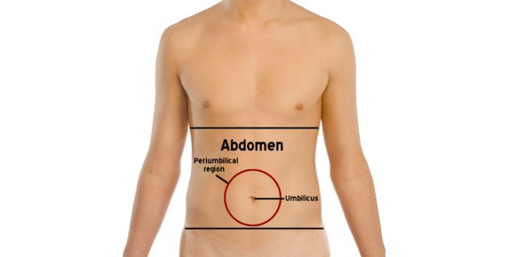 Abdomen Quizzes, Abdomen Trivia, Abdomen Questions