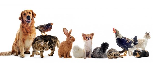 Pet Quizzes, Pet Trivia, Pet Questions