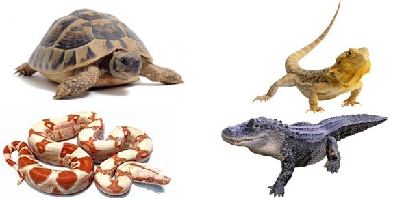 Reptile Quizzes, Reptile Trivia, Reptile Questions