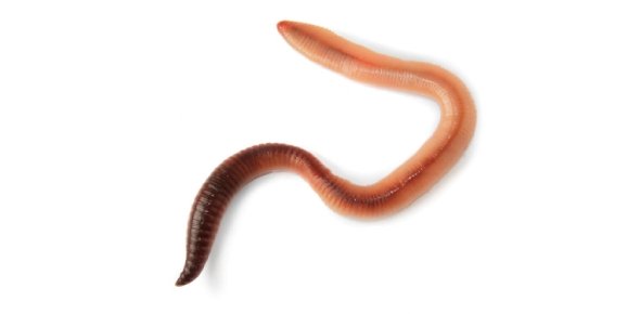 Worm Quizzes, Worm Trivia, Worm Questions