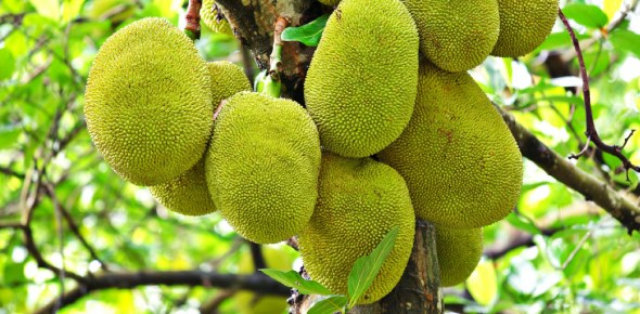 Jackfruit Quizzes, Jackfruit Trivia, Jackfruit Questions