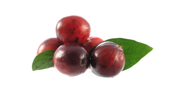 Cranberry Quizzes, Cranberry Trivia, Cranberry Questions