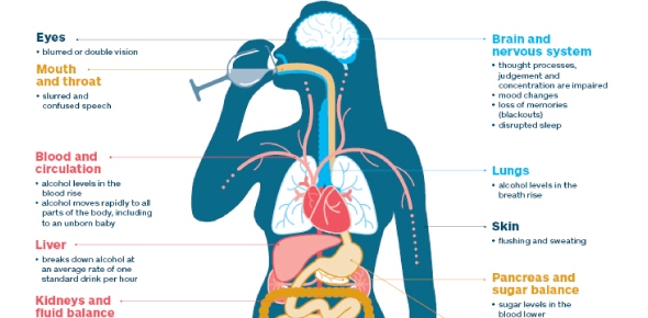 Effects Of Alcohol Quizzes, Effects of alcohol Trivia, Effects of alcohol Questions