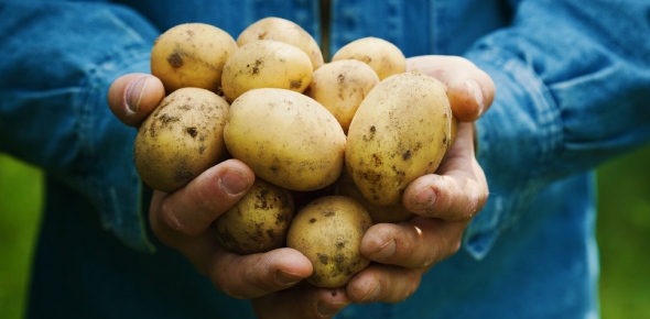 Potato Quizzes, Potato Trivia, Potato Questions