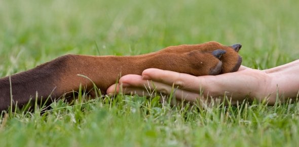 Animal Right Quizzes, Animal right Trivia, Animal right Questions