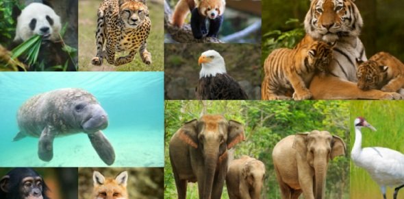 Endangered Species Quizzes, Endangered species Trivia, Endangered species Questions