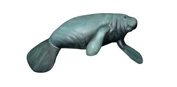 Manatee Quizzes, Manatee Trivia, Manatee Questions