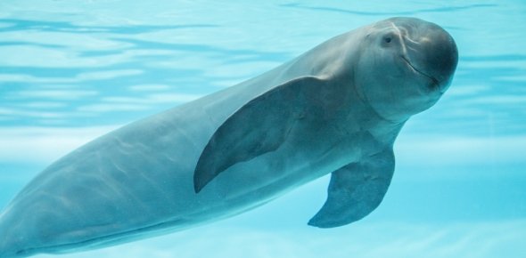 Vaquita Quizzes, Vaquita Trivia, Vaquita Questions