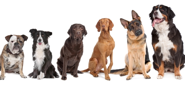 What Dog Should I Get Quizzes, What dog should i get Trivia, What dog should i get Questions