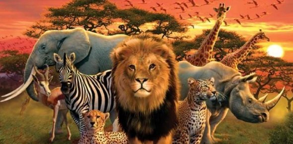 African Animal Quizzes, African animal Trivia, African animal Questions