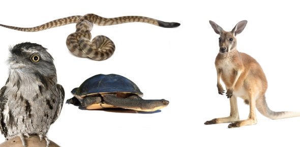Australian Animal Quizzes, Australian animal Trivia, Australian animal Questions