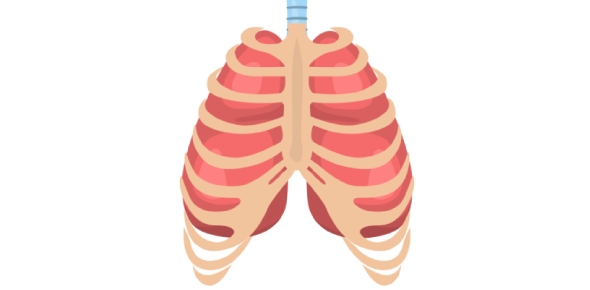 Thorax Quizzes, Thorax Trivia, Thorax Questions