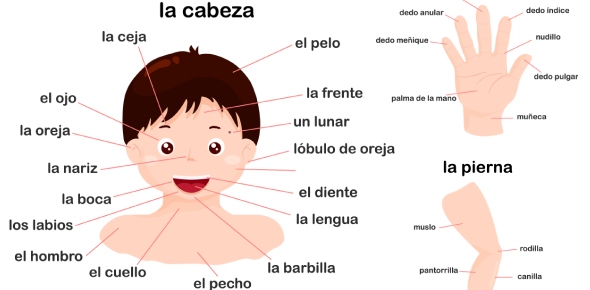 Spanish Body Parts Quizzes, Spanish body parts Trivia, Spanish body parts Questions