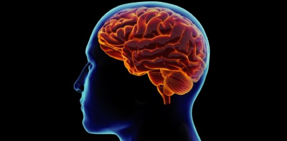 Human brain Quizzes, Human brain Trivia, Human brain Questions