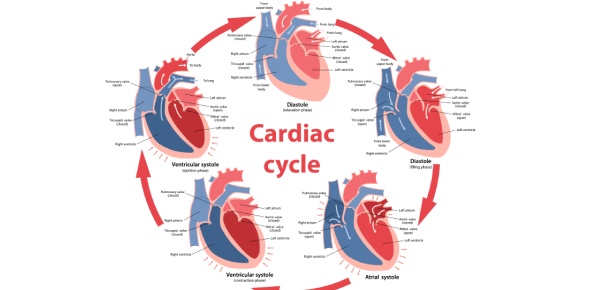 Cardiac Cycle Quizzes, Cardiac cycle Trivia, Cardiac cycle Questions