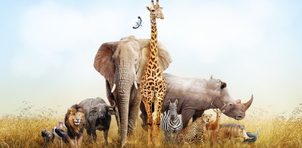 Animal Facts Quizzes, Animal facts Trivia, Animal facts Questions